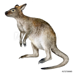 Realistic kangaroo isolated on white background. Australia ...