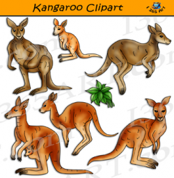 Kangaroo Clipart - Realistic