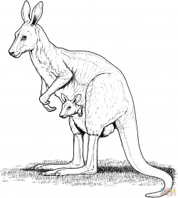 Realistic Coloring Pages of Kangaroo | Paintings in 2019 ...