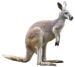Kangaroo clipart image 7 - WikiClipArt