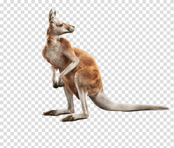 Red kangaroo Computer-generated ry realism Animal, kangaroo ...
