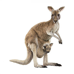 Real Kangaroo Clipart