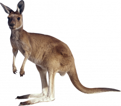 Kangaroo PNG Image Without Background | Web Icons PNG