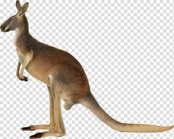 Kangaroo, Kangaroo transparent background PNG clipart | PNGGuru
