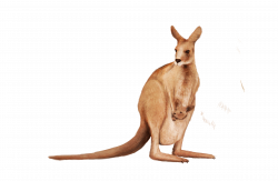 Kangaroo Wallaby Animal - Cute kangaroo png download - 5448 ...