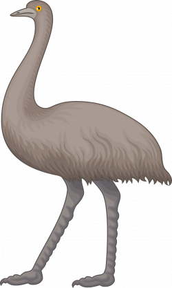 Collection of 14 free Emew clipart animal australia. Download on ubiSafe