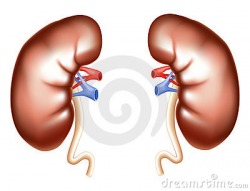 Kidney Clipart Free | Clipart Panda - Free Clipart Images