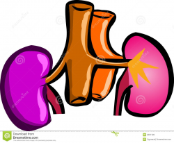 Kidney Picture Clip Art | Ideas for Ara's kidney party | Pinterest