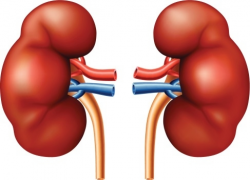 Kidney Clipart at GetDrawings.com | Free for personal use Kidney ...