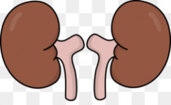 Kidney Cliparts Office Free Download Clip Art - carwad.net