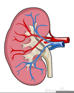 Human Kidney Clipart | Free Images at Clker.com - vector clip art ...