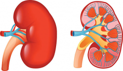 kidney clipart 1 | Clipart Station