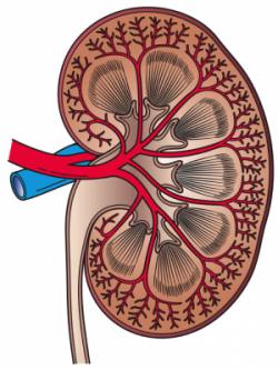 Kidney damage diagnosis may be inaccurate for many, suggests ...