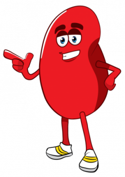 Cartoon kidney clipart images gallery for free download ...
