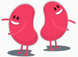 Animated Kidney GIFs | Tenor