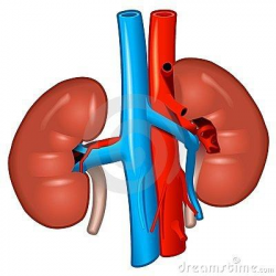 Kidney Clipart | Free download best Kidney Clipart on ...