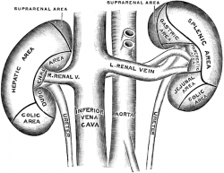 Anterior Surface of the Kidneys | ClipArt ETC