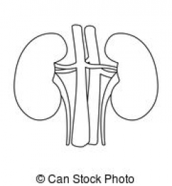 Kidney clipart black and white 1 » Clipart Station