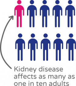 About Kidney Disease | Kids Kidney Research Kids Kidney Research