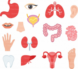 Body organs Clipart, Body organs Clipart SVG, Clipart Body organs, Heart  Clipart, Lungs Clipart, Kidney Clipart, Tooth SVG, Hand Clipart
