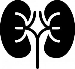 Kidneys Svg Png Icon Free Download (#445025) - OnlineWebFonts.COM