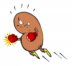 cartoon kidney clipart - OurClipart