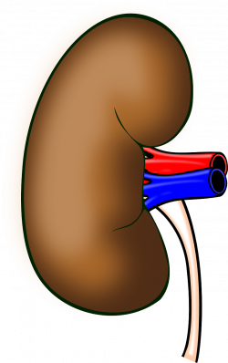 Free Health Kidneys Cliparts, Download Free Clip Art, Free Clip Art ...