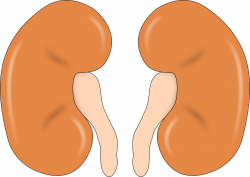 4 Kidney Damage Symptoms You Are Most Likely To Ignore