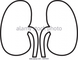 Kidneys Drawing at GetDrawings.com | Free for personal use ...