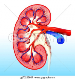 Drawing - Kidney cut section anatomy. Clipart Drawing ...