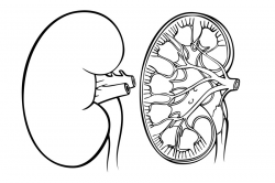 Kidney Sketch at PaintingValley.com | Explore collection of ...