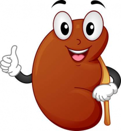 Fun kidney clipart 6 » Clipart Portal