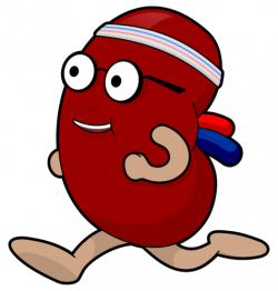 Health Kidneys Cliparts | Free download best Health Kidneys ...