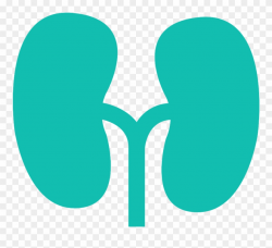 Kidney Clipart Healthy Kidney - Circle - Png Download ...