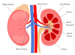 Search Results for kidney - Clip Art - Pictures - Graphics ...