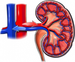 Renal System YouTube Lecture Handouts- Translation in Hindi, Kannada ...