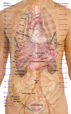 Kidney - Wikiwand