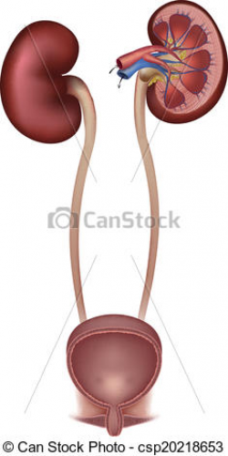 bladder and kidneys, | Clipart Panda - Free Clipart Images