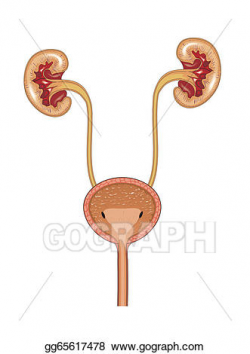 Vector Clipart - Kidneys and bladder. Vector Illustration ...
