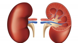 Oregon Insurance Division clarifies kidney dialysis rules ...