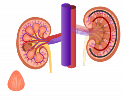 Renal External Anatomy | Kidney