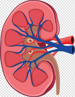 Kidney Anatomy Human body Physiology Retroperitoneal space ...