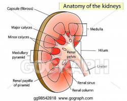 Vector Clipart - Anatomy. kidney cross section showing the ...