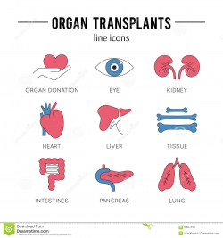 organs clipart organ transplant pencil and in color ...