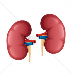 Kidneys Clipart | Free download best Kidneys Clipart on ...