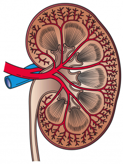 Drug reduces risk of kidney failure in people with diabetes ...