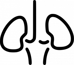 Kidneys Svg Png Icon Free Download (#492539) - OnlineWebFonts.COM