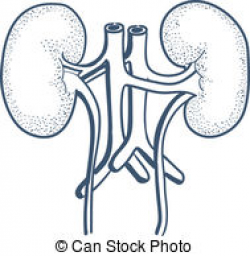 Free Right Kidney Cliparts, Download Free Clip Art, Free ...