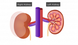 Renal External Anatomy | Kidney