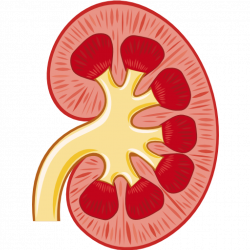 Kidney stone anatomy 3005599 - follow4more.info